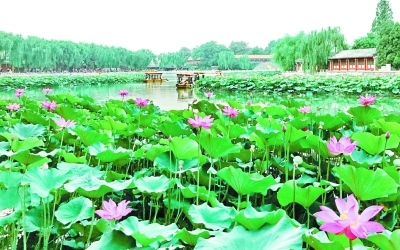 北京栽种莲花始于何时