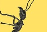 评《蜇虫记》:重口味的昆虫故事 勇敢者的生命体验